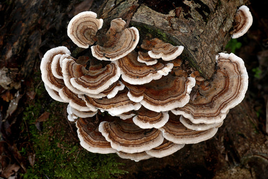 Unveiling the Wonders of Turkey Tail Mushrooms: Nature's Immune-Boosting Treasure