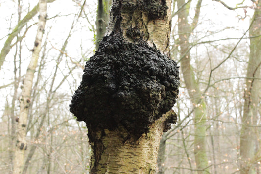 Exploring the Enigmatic Chaga Mushroom: Nature's Vitality Fungi