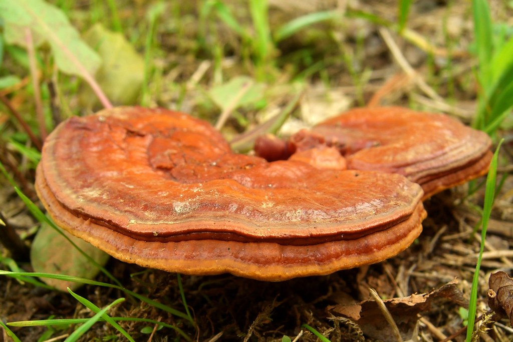 Reishi Mushroom Gummies