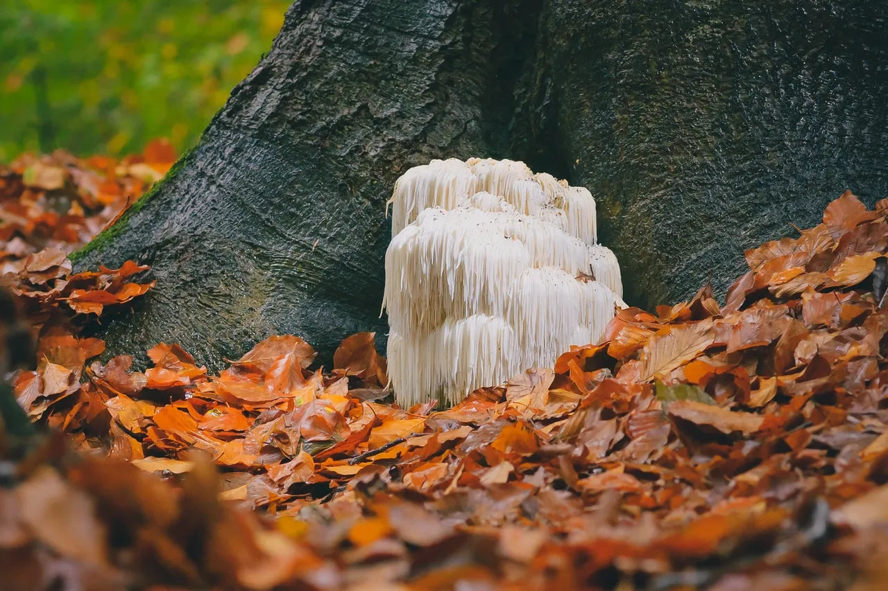 Lion’s Mane Mushroom Gummies